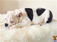 english bulldog puppy posted by Little Monster Bully Farms